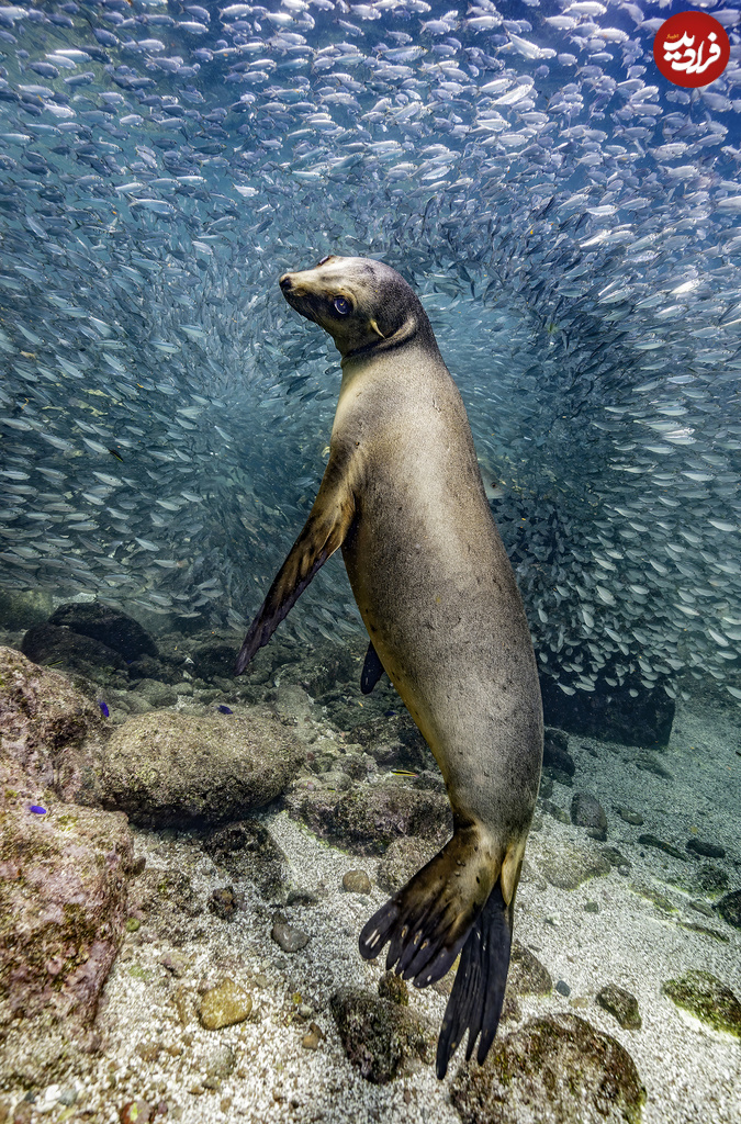 Photography of the Year - Glenn Ostle - Sea Lion in Los Islotes- big