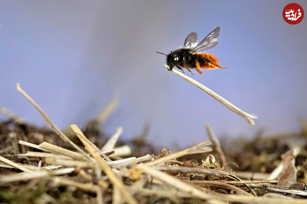 european-wildlife-photography-awards-18