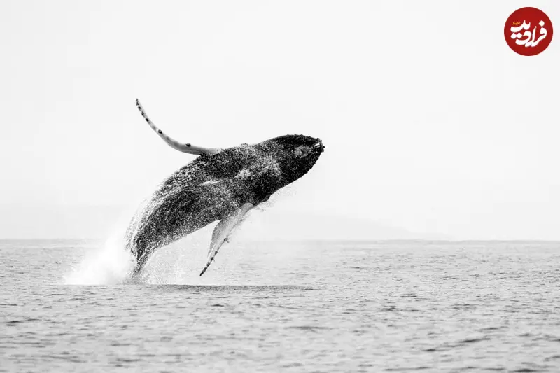 wild-life-photo-2-1536x1024