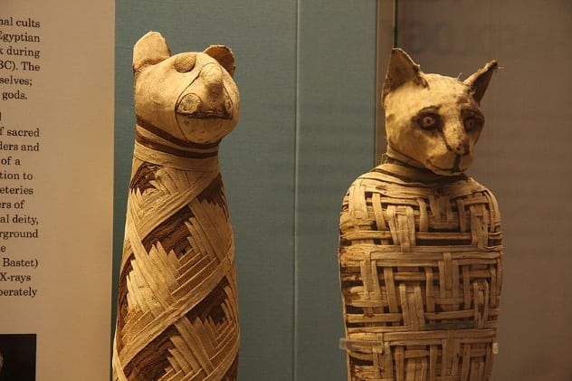 3_cat-mummies