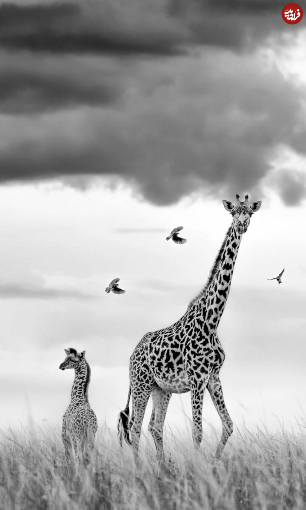 maasai-mara-photography-winners-01