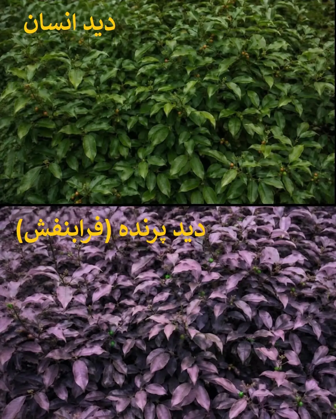 204