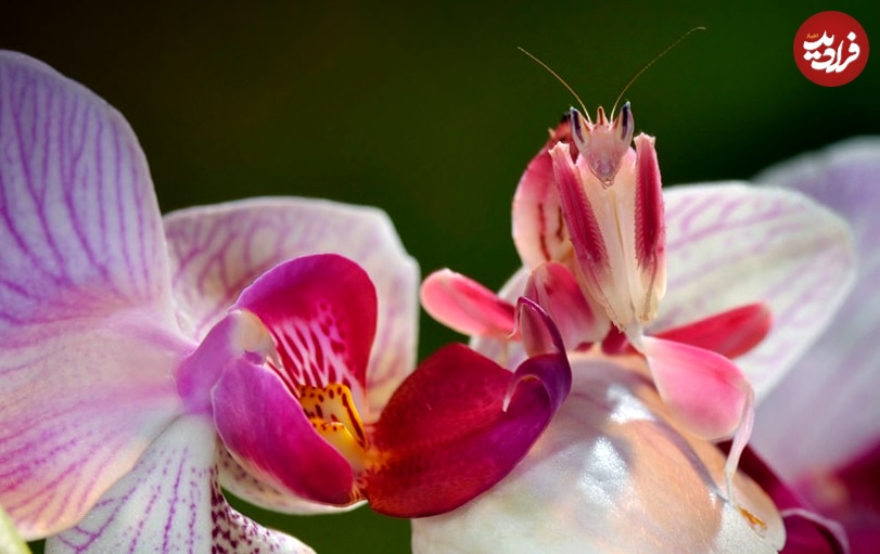  زیباترین حشرۀ شکارچی جهان؛ گل ارکیدۀ قاتل!