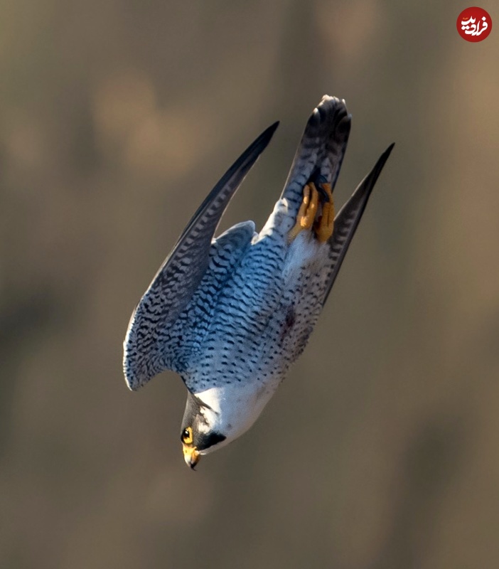 سریع‌ترین پرنده جهان با چه سرعتی پرواز می‌کند؟