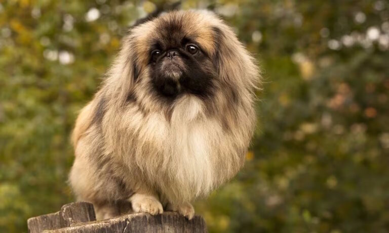 Pekingese-FeaturedImage-1024x615-1-768x461