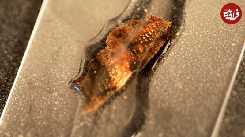 Image-5_-A-close-up-of-the-wood-fragment-from-the-spade-is-placed-in-water-between-two-glass-plates-as-it-is-prepared-to-go-under-the-microscope-for-inspection-©-Wessex-Archaeology