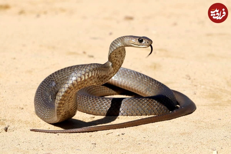 The Eastern Brown Snake