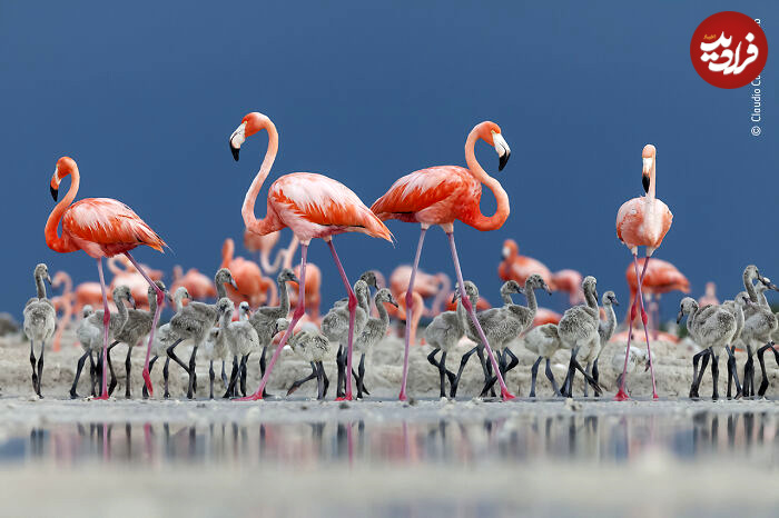 wildlife-photographer-people-choice-award-12