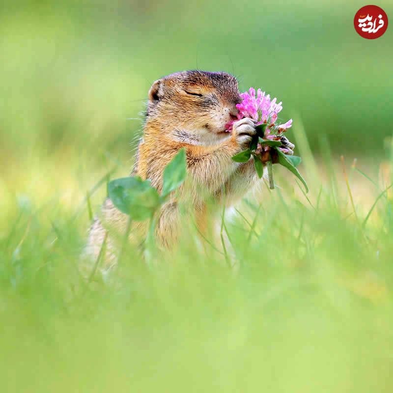 adorable-squirrels-with-flowers-julian-rad-06