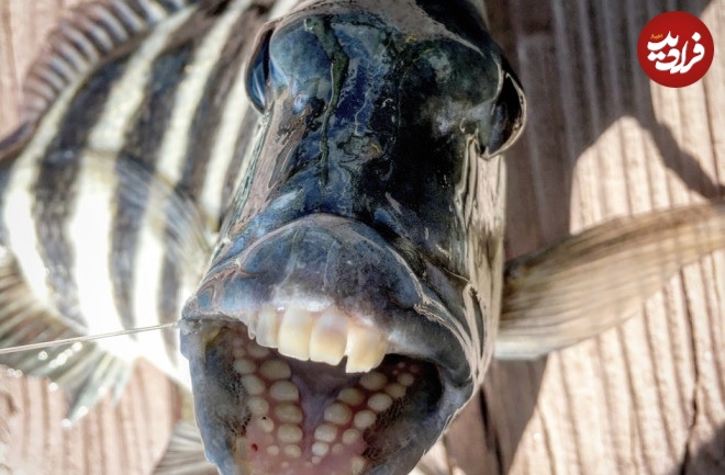 ماهی عجیبی که دندان‌هایی شبیه دندان انسان دارد!