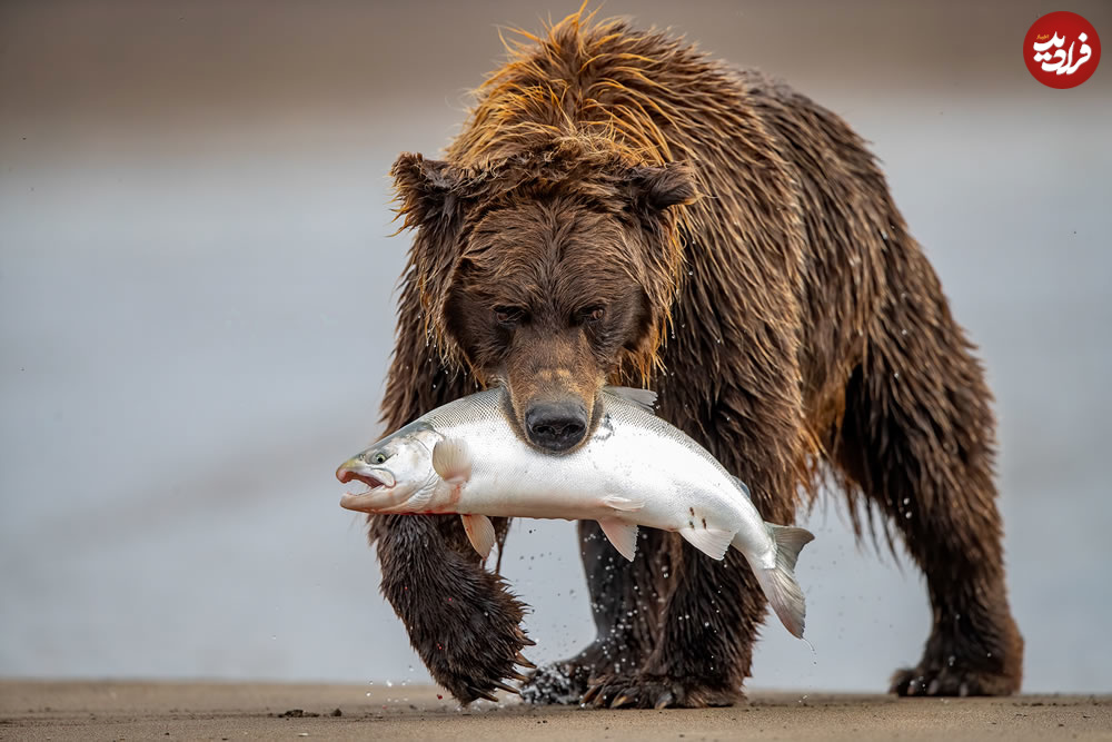 nature-best-photography-wildlife-awards-04
