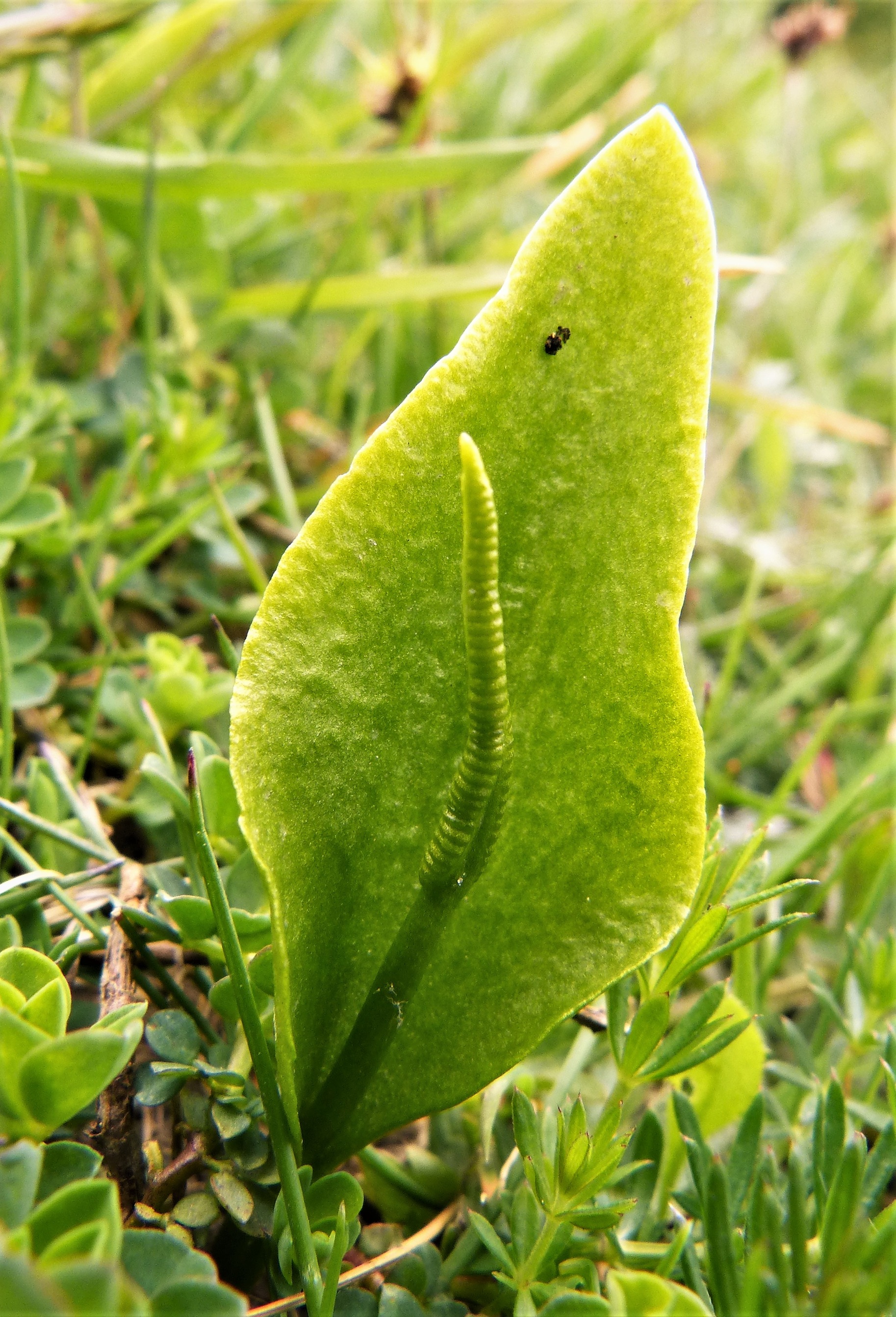 adder_s tongue