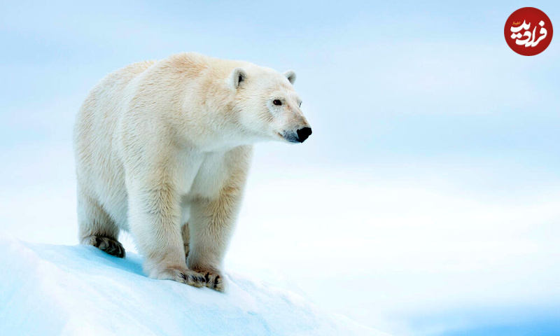 42ny6cwj8t_Polar_bear_on_ice_in_Svalbard_Norway_WW294883