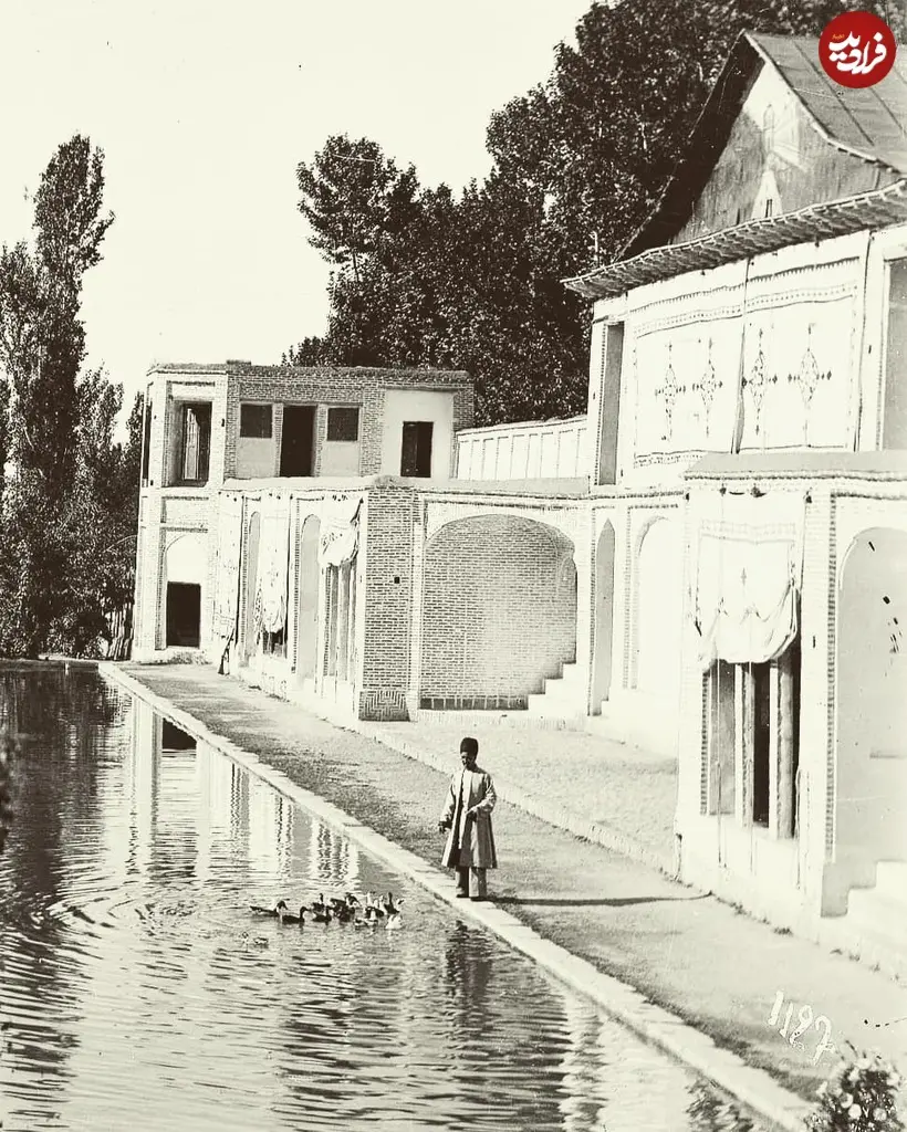 مرغابی