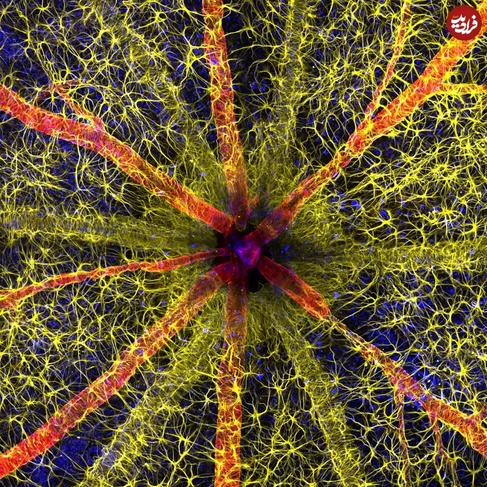 1st-2023_Qambari_Hassanain_e29729_f19883