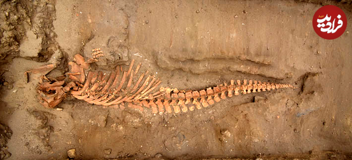 Peru-Fisherchief-Whale-Burial