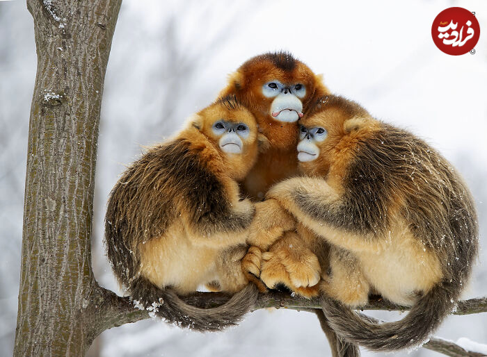 wildlife-photographer-people-choice-award-04