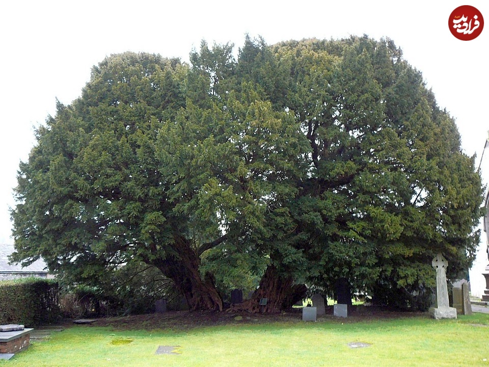 1200px-The_Llangernyw_yew