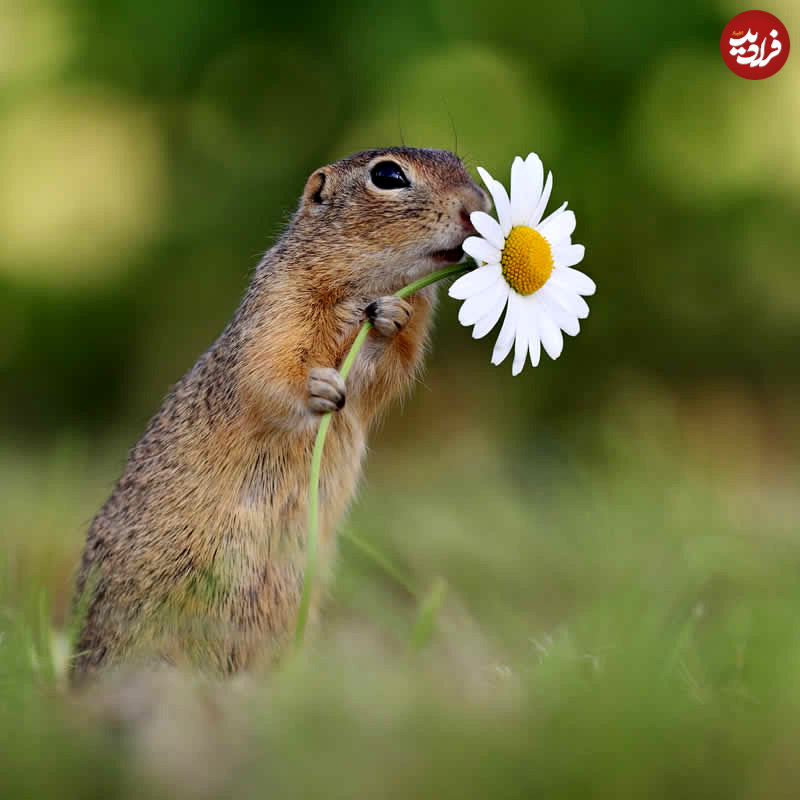 adorable-squirrels-with-flowers-julian-rad-01