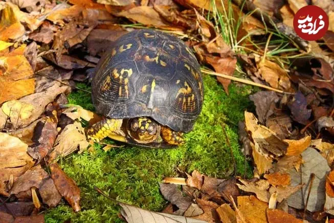 __opt__aboutcom__coeus__resources__content_migration__mnn__images__2016__03__BoxTurtleSleepingSurroundedByLeaves-b264d064a16044fd931abcfdb37de6ba_11zon