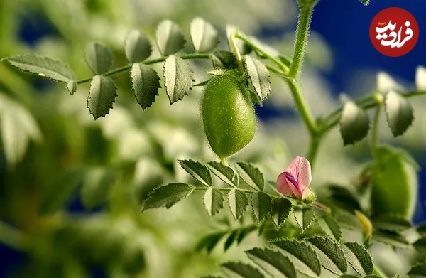 این دانه خوراکی شگفت انگیز از کجا آمد؟