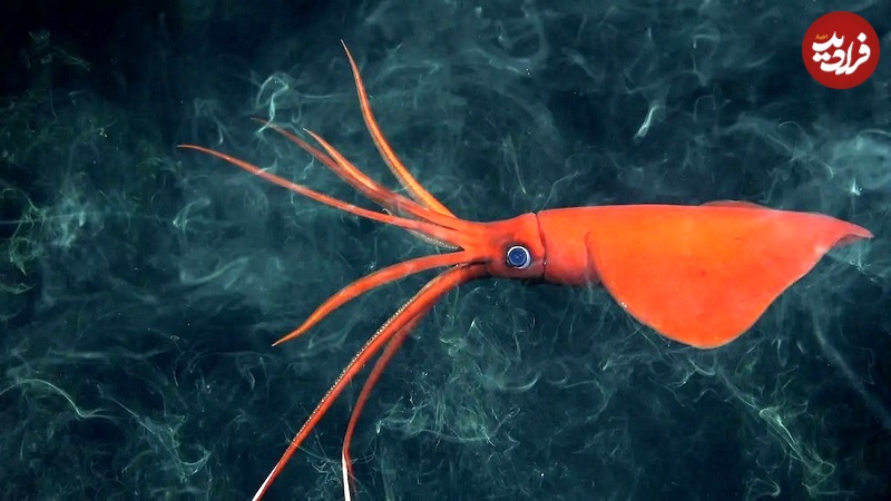 جانوران شگفت‌انگیزی که در یک کوهستان زیردریایی کشف شدند