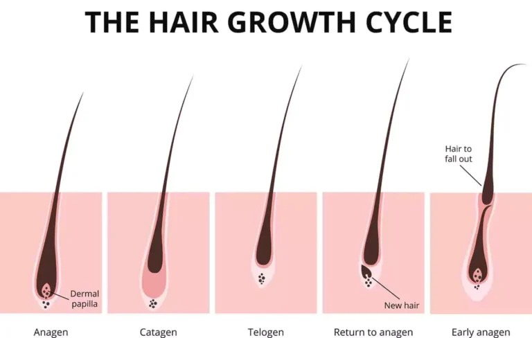 The-Hair-Growth-Cycle-explained-768x488_11zon