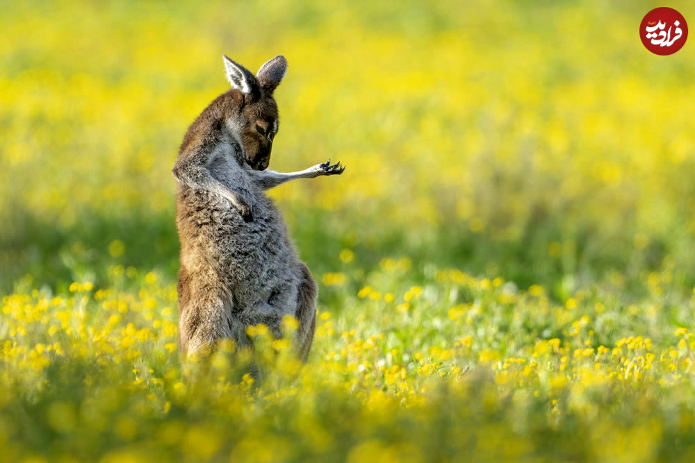 comedy-wildlife-photography-awards-winners-01