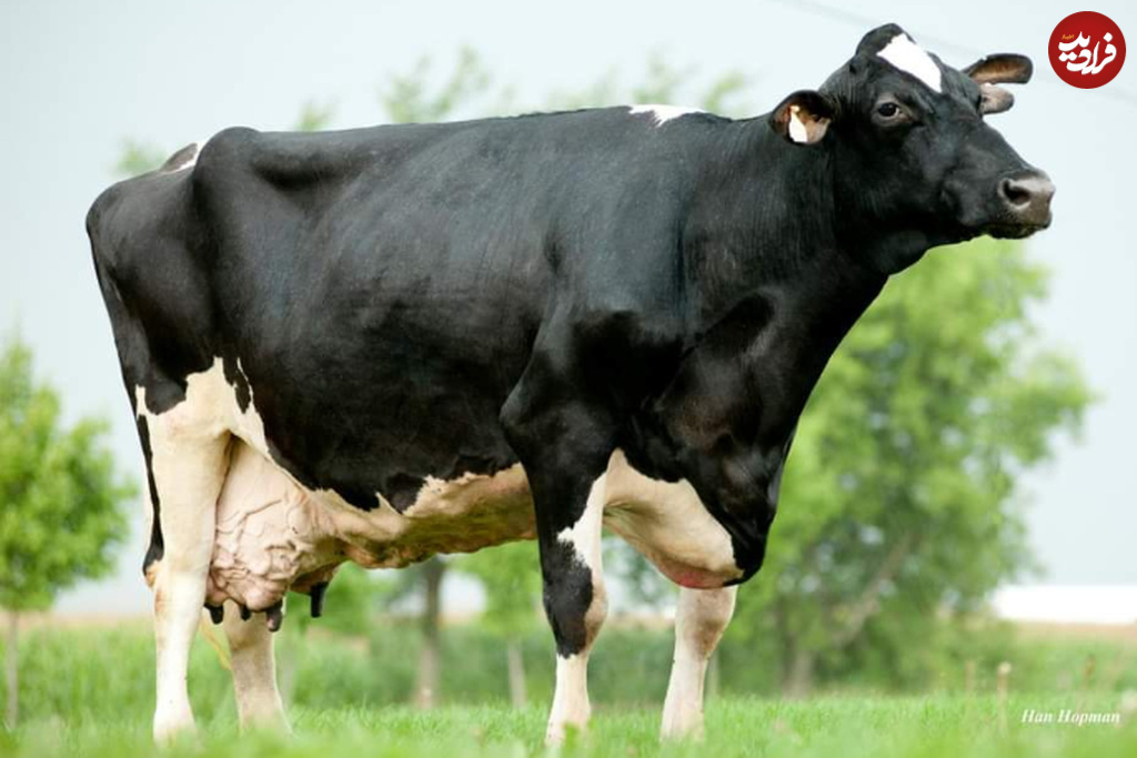 photo-of-smurf-the-holstein-cow-756255