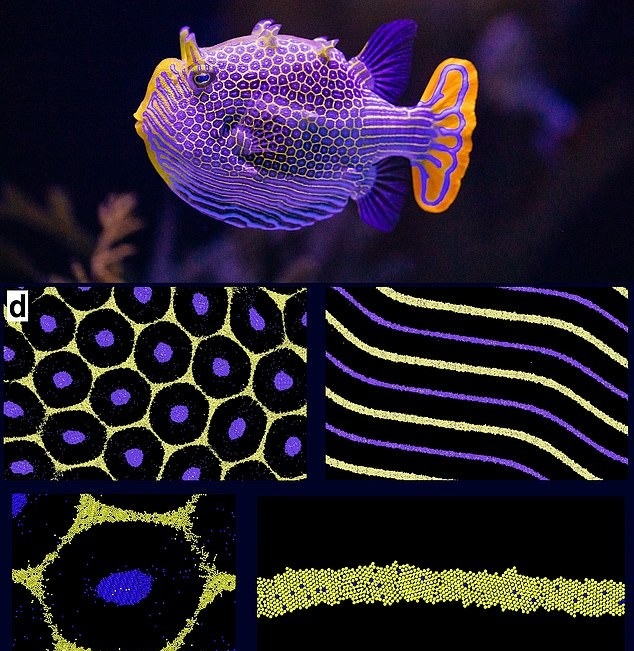 تصاویر؛ راز شکل‌گیری خال‌های پلنگ و خطوط گورخر بالاخره فاش شد؛ کشف تازه با نظریه تورینگ