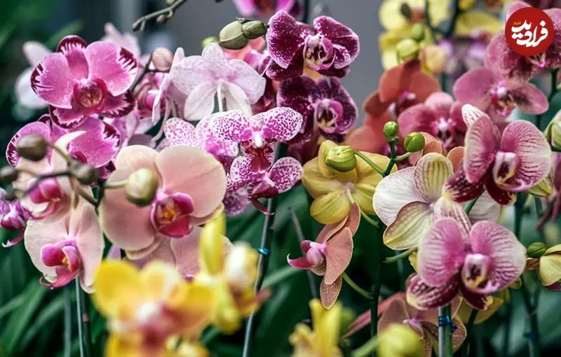 ارکیده 4