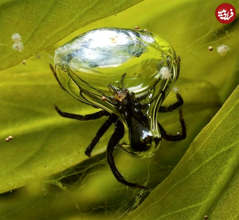 عنکبوت شگفت‌انگیزی که کپسول غواصی می‌سازد