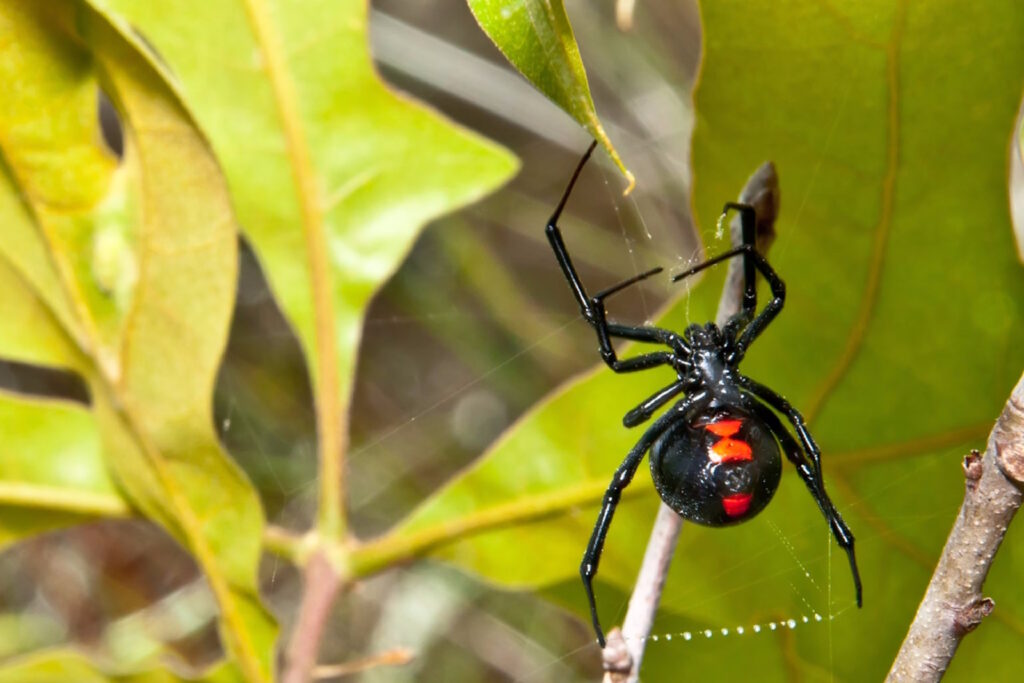 black-widow-leaves_3x2-1024x683