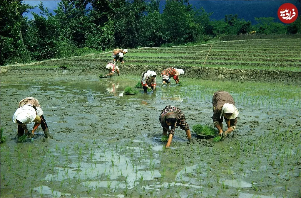 شالیزار
