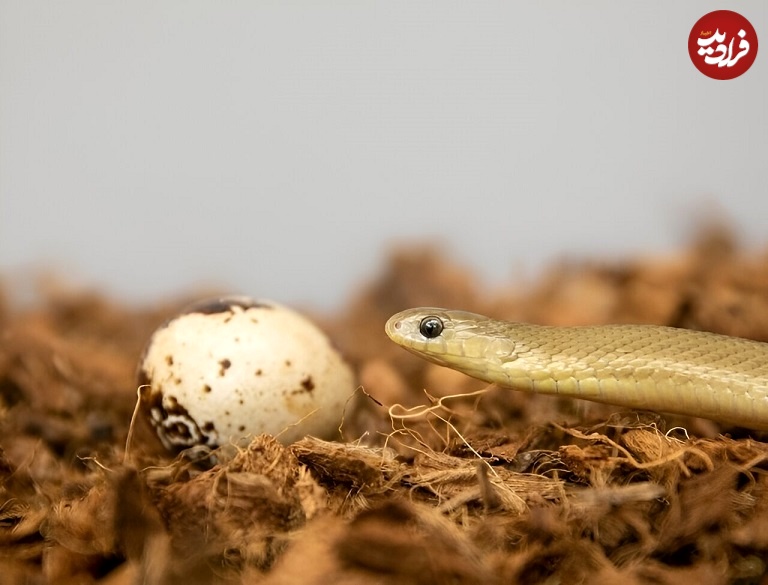 little-african-snake-c-1