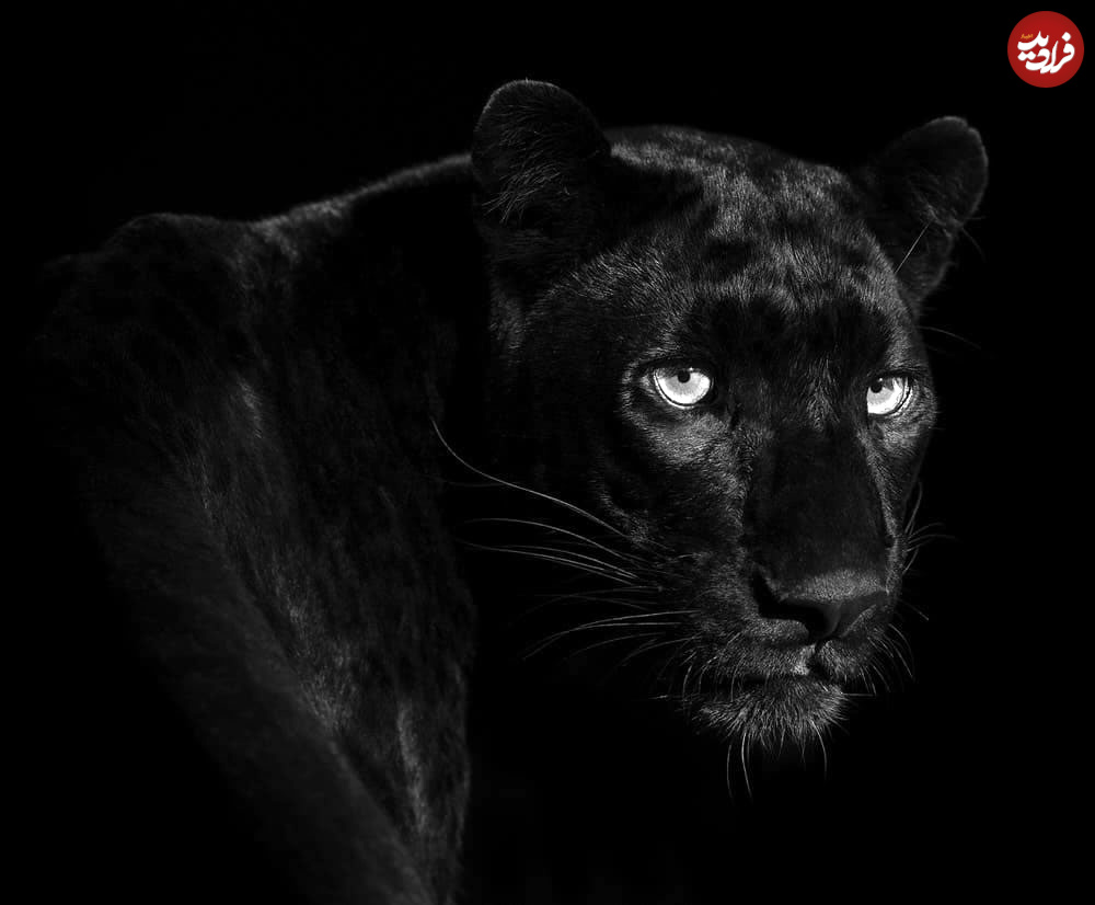 one-eyeland-photography-awards-top-wildlife-01