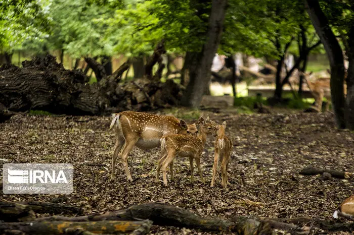 51