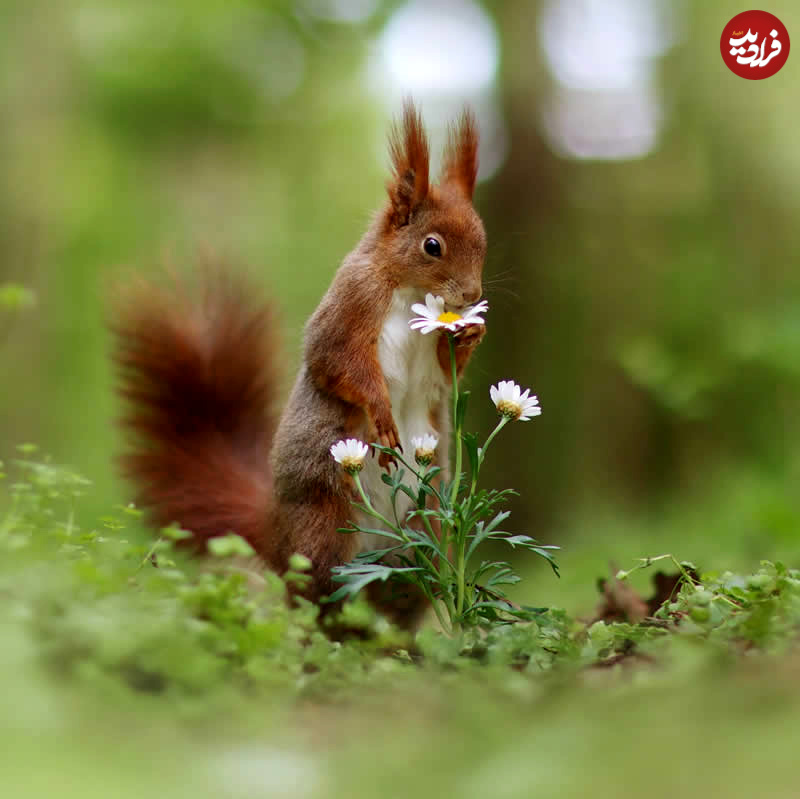 adorable-squirrels-with-flowers-julian-rad-05