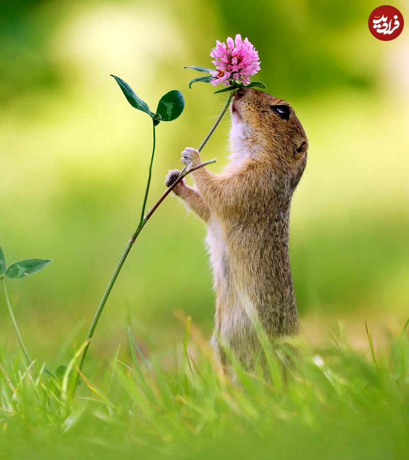 adorable-squirrels-with-flowers-julian-rad-15