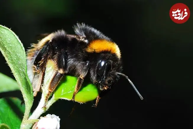 __opt__aboutcom__coeus__resources__content_migration__mnn__images__2016__03__TiredBeeRestingOnAPlant-16cb3aee3ad443a08a121d3a68f1e6e1_11zon