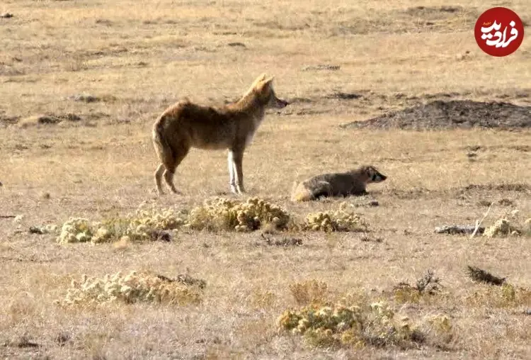 __opt__aboutcom__coeus__resources__content_migration__mnn__images__2016__11__coyote-and-badger-4-f329282a2fc9487886b6fdfe718e8faa_11zon