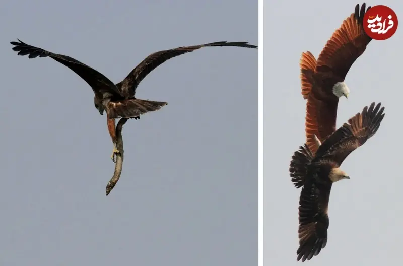 wild-life-photo-1536x1014