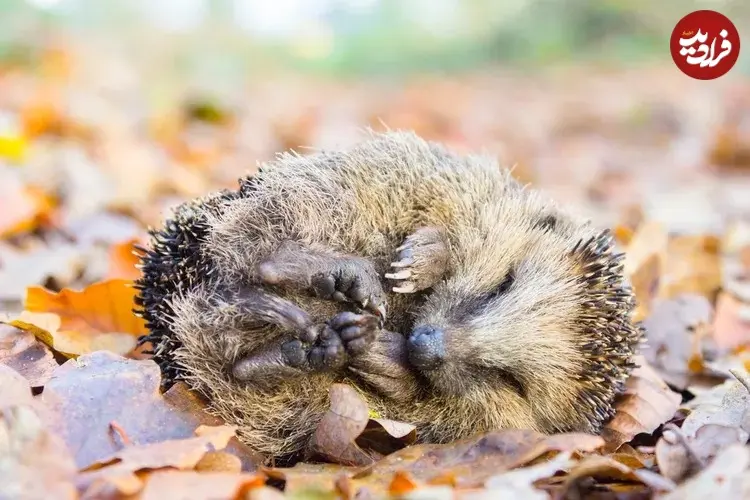 __opt__aboutcom__coeus__resources__content_migration__mnn__images__2019__03__hedgehog_sleeping-cc984ed03f2c4c70ac19daee339f4bbf_11zon