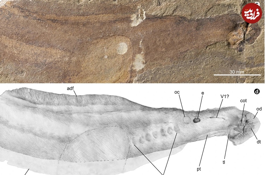 کشف فسیل‌های 160میلیون‌ ساله دو ماهی خون‌آشام