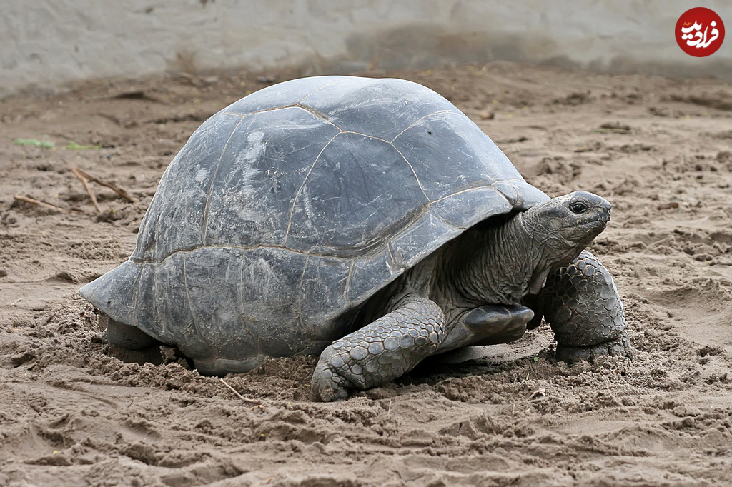 Aldabra_Giant_Tortoise_Geochelone_gigantea_edit1