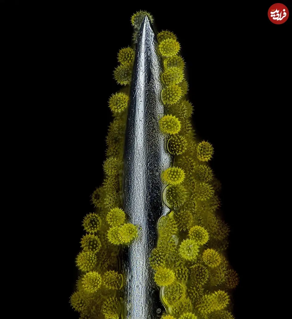 14th-2023_Dum_John-Oliver_e29395_f19399