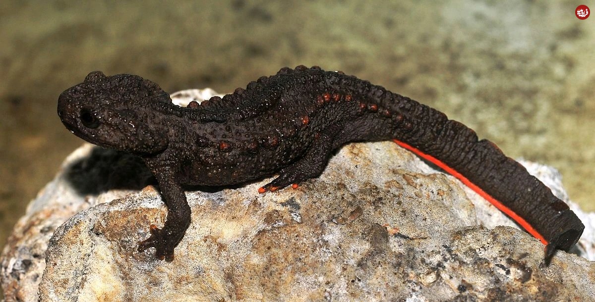 Newt تمساح کاو بنگ