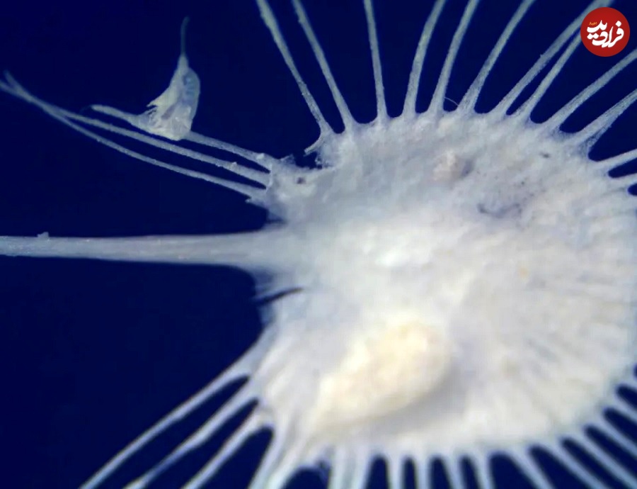 کشف یک جانور دریایی که شبیه بیگانه‌های فضایی است