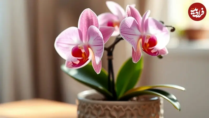 ارکیده 5