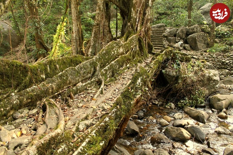 آثار معماری شگفت‌انگیزی که در جنگل «رشد» می‌کنند